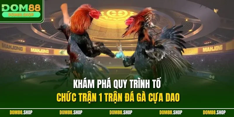 Khám phá quy trình tổ chức trận 1 trận đá gà cựa dao