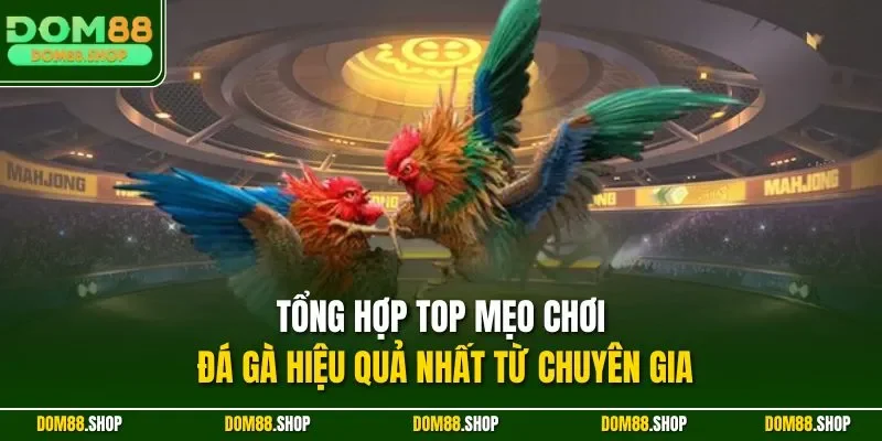 Tổng hợp top mẹo chơi đá gà hiệu quả nhất từ chuyên gia